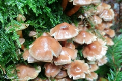 Suillia convergens