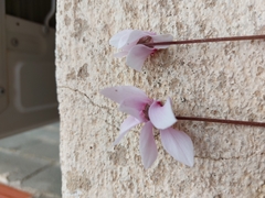 Cyclamen