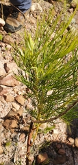 Serruria florida