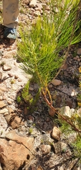 Serruria florida