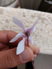 Cyclamen