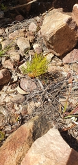 Serruria florida