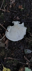 Tricholoma album