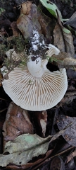 Tricholoma album