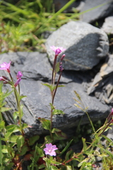 Epilobium algidum