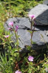 Epilobium algidum