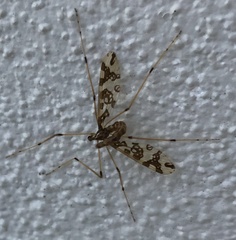 Mischoderus annuliferus