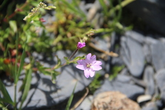 Epilobium algidum
