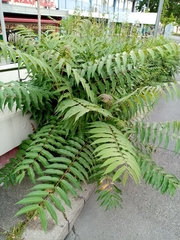 Ailanthus altissima