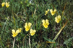 Viola lutea