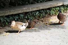 Anas platyrhynchos domesticus