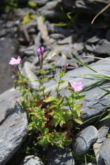 Epilobium algidum