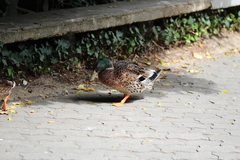 Anas platyrhynchos domesticus