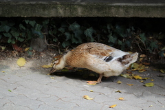 Anas platyrhynchos domesticus