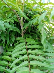 Ailanthus altissima