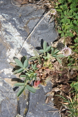 Sibbaldia parviflora