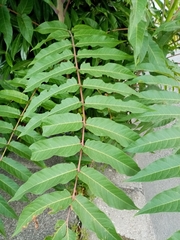Ailanthus altissima