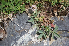 Sibbaldia parviflora