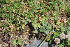 Sibbaldia parviflora