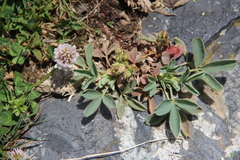 Sibbaldia parviflora