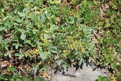 Sibbaldia parviflora