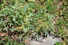 Sibbaldia parviflora