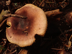 Russula puellaris