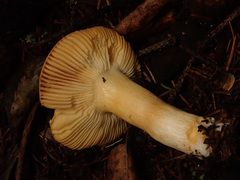 Russula puellaris
