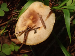 Russula puellaris