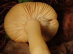 Russula puellaris