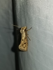 Acrolophus mortipennella