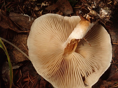 Pholiota lenta