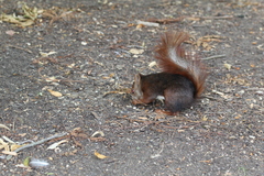 Sciurus vulgaris
