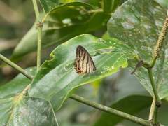 Euptychia