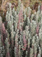 Extriplex californica