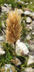 Geochloa