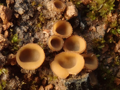 Tricharina gilva