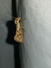 Acrolophus mortipennella