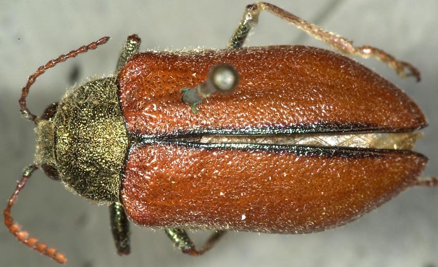 Schizopus