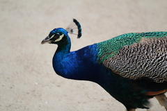 Pavo cristatus