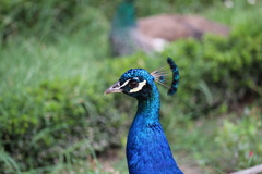 Pavo cristatus