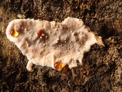 Stereum sanguinolentum