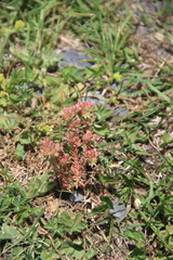 Sedum tenellum