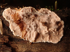 Stereum sanguinolentum