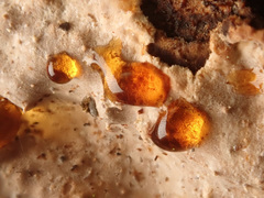 Stereum sanguinolentum