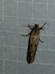 Acrolophus mortipennella