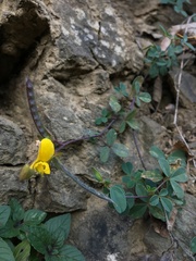 Argyrolobium biebersteinii