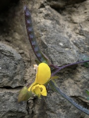 Argyrolobium biebersteinii