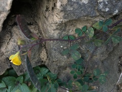 Argyrolobium biebersteinii