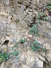 Argyrolobium biebersteinii